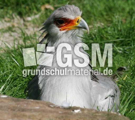 Sekretär-Kranichgeier-3.jpg